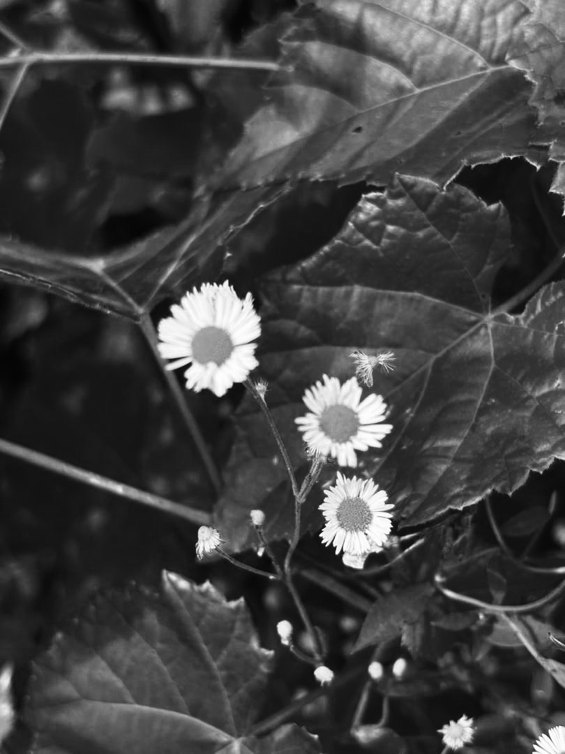 The Ordinary Flowers That Kept Us&nbsp;Close